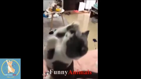 Watch Cute Cats and Kittens Doing Funny Things 2022