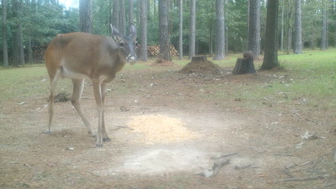 Special Doe Finds It!