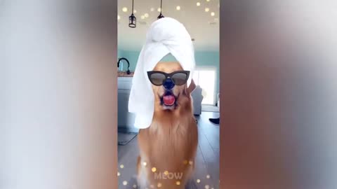Snapchat filters vs animals 😂😂😂🤣🤣🤣