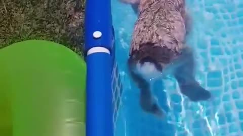 Bunny rabbit goes for relaxing swim in backyard pool