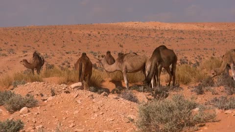 A group of camels in the arid desert