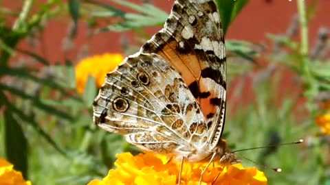 Painted lady butterfly