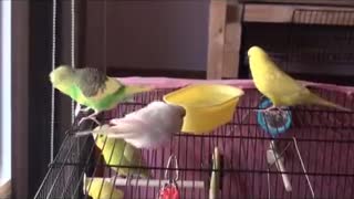 3 cute budgies are taking bath