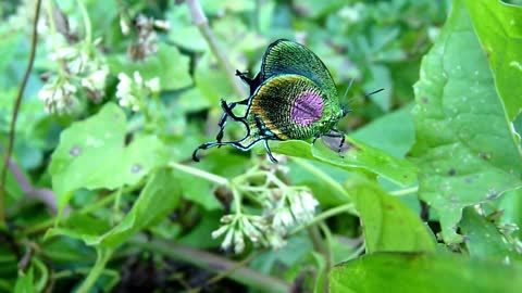 Arcas Imperialis Butterfly - Brazilian Fauna