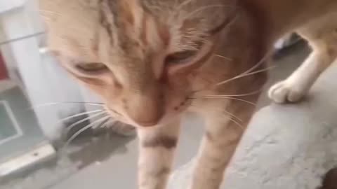 A very intelligent CAT