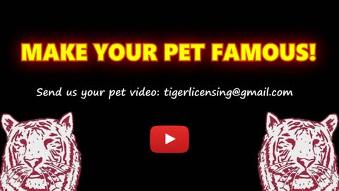 The most humorous cat videos ever.