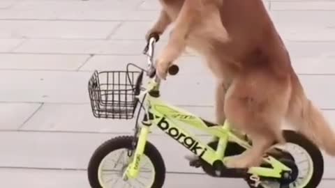 A dog riding a bike