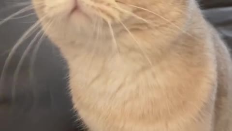 Beautiful cats video