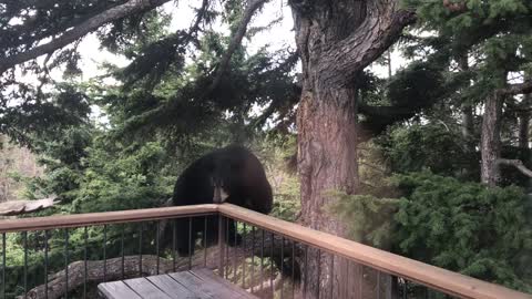 Bear Climbs Balcony for Surprise Visit