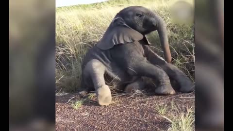 Cute baby Elephants