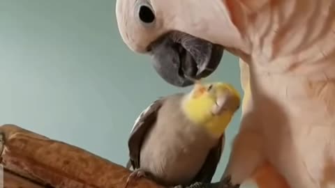 Cockatiel being prevented by his superior