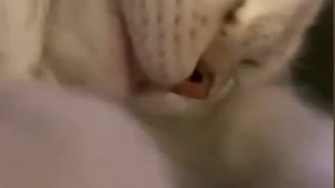 Adorable Short Shows A Cute Kitty Just Don't Want to wake up SO CUTE!