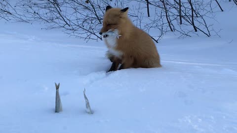 Feeding a Fox Some Fish