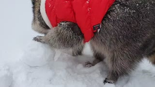 Energetic raccoon has fun snowball fight