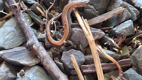 Eastern red spotted salamander(newt) :)