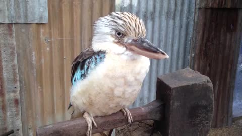 Kookaburra