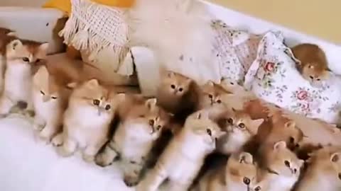 Group dance of cats.. 🤣🤣😜