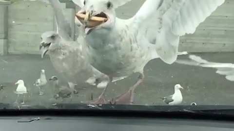 Funny Seagull Eats Pie in One Bite with its giant beak.