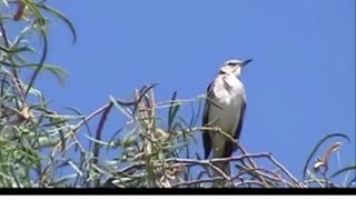 Mockingbird Singing In Trees!
