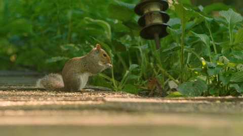 A squirrel and chipmunk eat fallen bird seed in close proximity