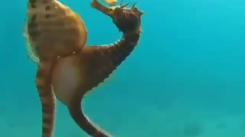 Seahorses reproduce