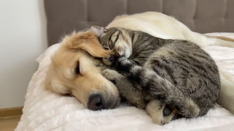 Adorable Golden Retriever and Cute Cat Attacked by Sweet Sleep