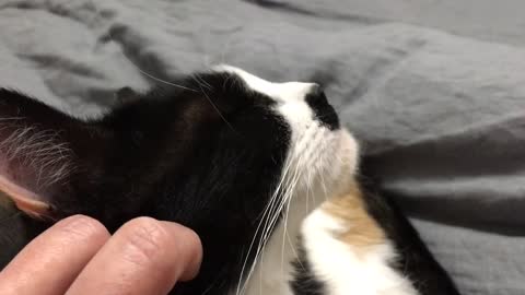 Cat flexes chin every time she gets scratched
