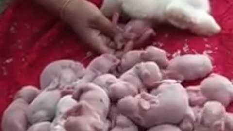 mother rabbit giving birth