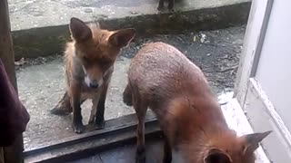 Family of Foxes Waiting for Dinner