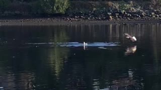 Eagles Prey on Seagull