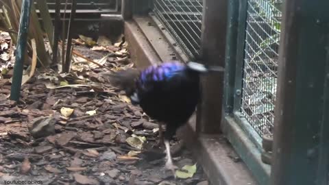 10 Most Beautiful Peacocks in the World