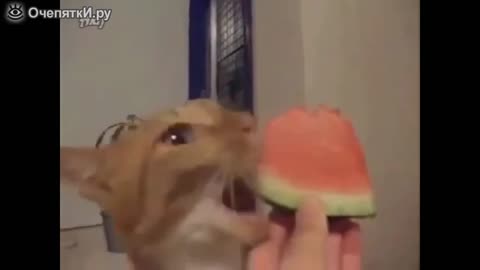 The cat is crazy about watermelon