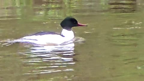 Goosander male in the water #goosander #bird #river.