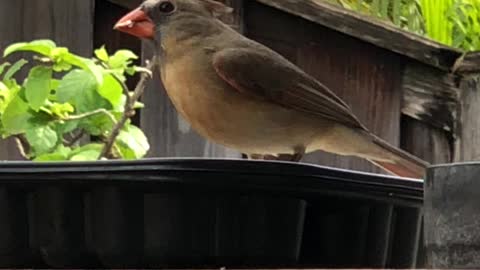 # Back Yard Birds Hawai’i Chirpy Girl