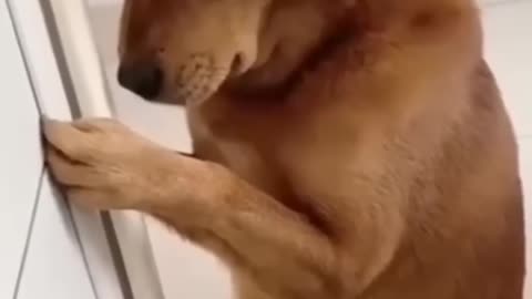 Dog with gesture