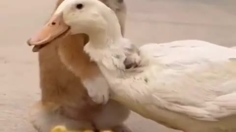 dog and duck friendship