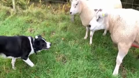 Shepherd dog and sheep