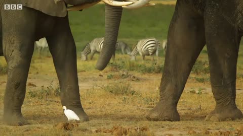 Tembo The Elephant Is Accepted by New Herd | Serengeti: Story Told by John Boyega | BBC Earth