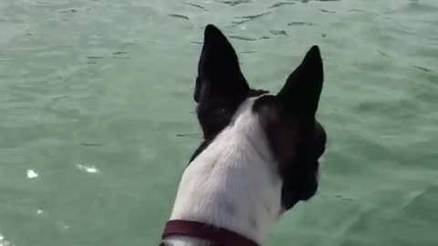 Two black dogs on a boat stare at dolphins swimming by