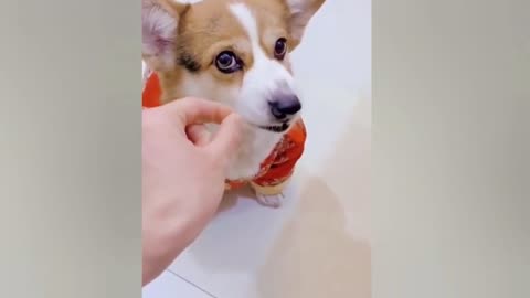 Pets Are Awesome Compilation 😍🤩