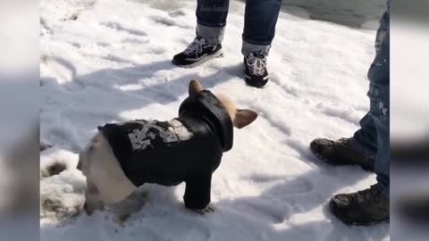 Bulldog Goes in For a Snowy Dip