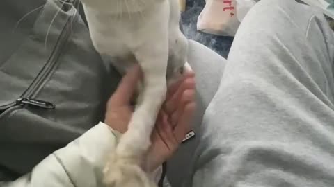 Baby cat shaking hands with me is so lovely