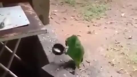 Cute parrot sings and dances