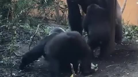 Gorilla Twerking