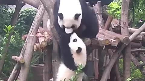 Panda mom Aren't kids Born To Be My Toys? Panda 🐼