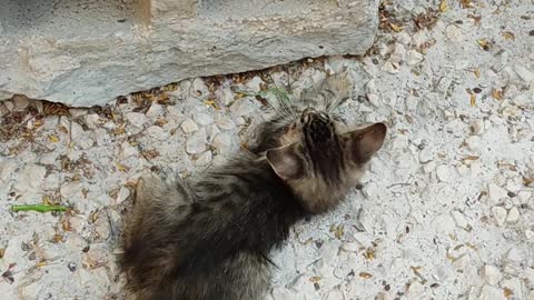 Two kittens playing in the yard