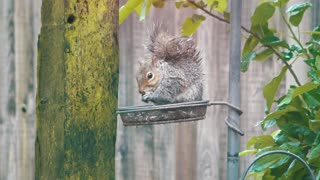 Cute baby squirrel stealing nuts from a bird table