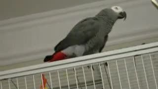 Funny parrot talking