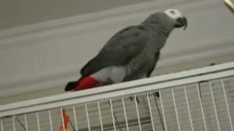 Funny parrot talking