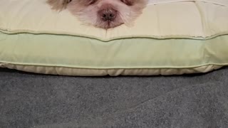 Momo sleeping on pillow